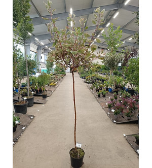 Cornus alba 'Miracle' C 5 L
